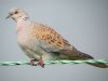 Turtle Dove at Wakering Rubbish Tip (Steve Arlow) (59310 bytes)